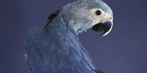P03zzvd8