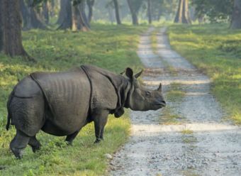 Beberapa Jenis Badak Yang Hidup Di Indonesia 6 1280 520803530 Indian Rhinoceros