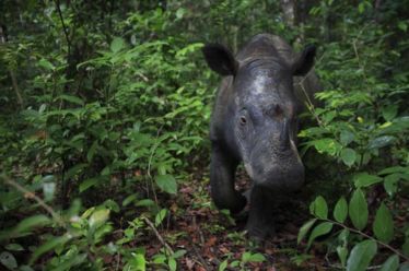 Sumatran Rhino Credit Cyril Ruoso