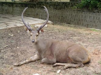 1200px Sambar deer