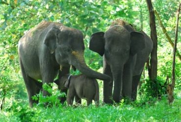 Mengenal Berbagai Jenis Gajah di Indonesia - Bebaspedia.com