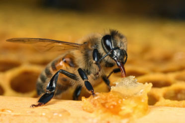 usaha lebah mencari madu
