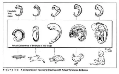 teori evolusi Ernst Haeckel