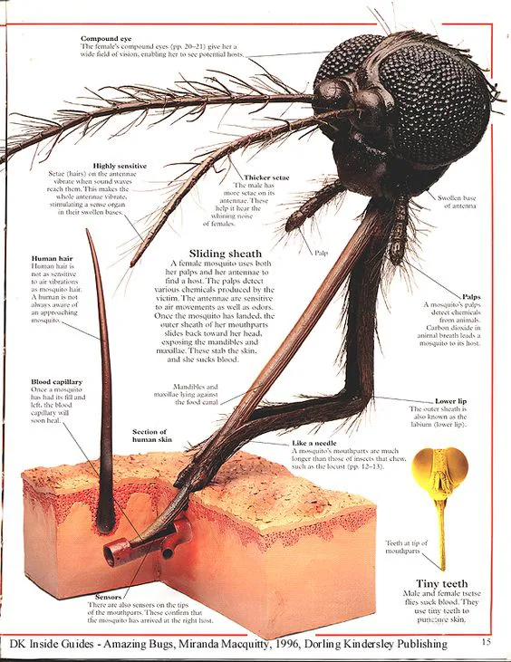 Nyamuk Bukan Vampire dan Rasa Gatal Gigitannya Bukan Karena Venom! 7 Anatomi Nyamuk 1