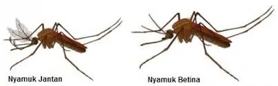 Nyamuk Bukan Vampire dan Rasa Gatal Gigitannya Bukan Karena Venom! 6 Nyamuk Jantan Dan Betina