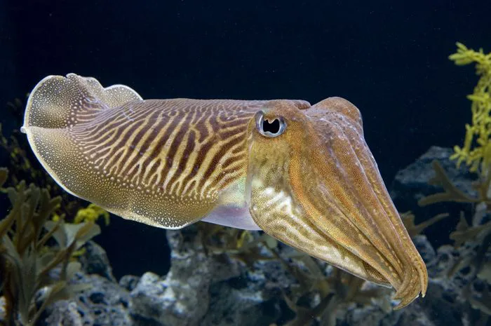 Berkenalan dengan Hewan Bertubuh Lunak, Moluska! 6 3416 Sotong