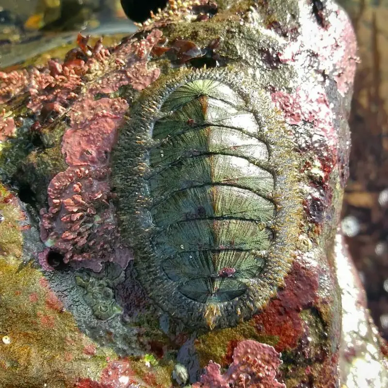 Berkenalan dengan Hewan Bertubuh Lunak, Moluska! 8 Chiton