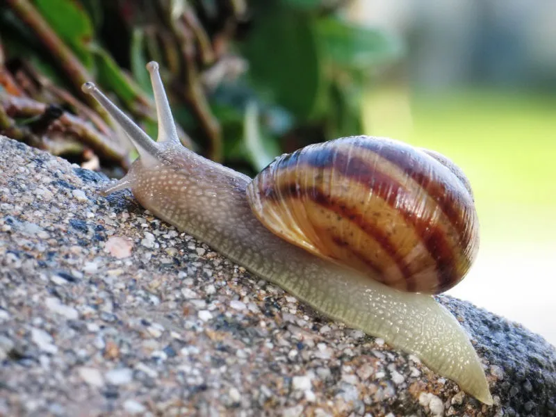 Berkenalan dengan Hewan Bertubuh Lunak, Moluska! 7 Gastropoda Siput