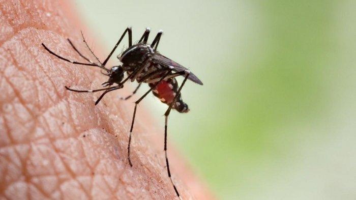 4 Cara Mengusir Nyamuk Secara Alami Ini Dapat Minimkan Dampak Buruk Obat Anti Nyamuk