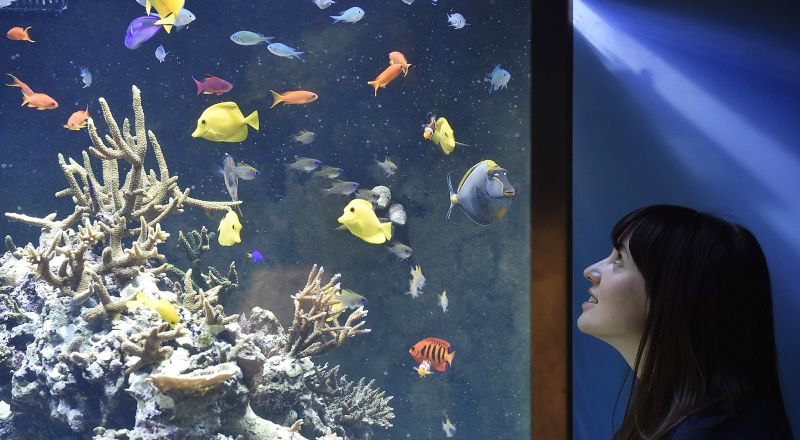 Tips Menghilangkan Pusing Kepala Secara Alami 5 New Exhibition, 'Coral Reefs: Secret Cities Of The Sea' Opens At Natural History Museum In London