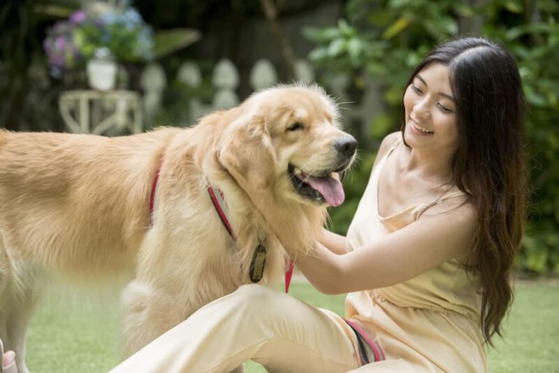 Kenapa Serigala Tidak Dijinakkan? Padahal Merupakan Nenek Moyang Anjing 2 Benarkah Ada Kesamaan Di Dalam Pencernaan Anjing Dan Manusia