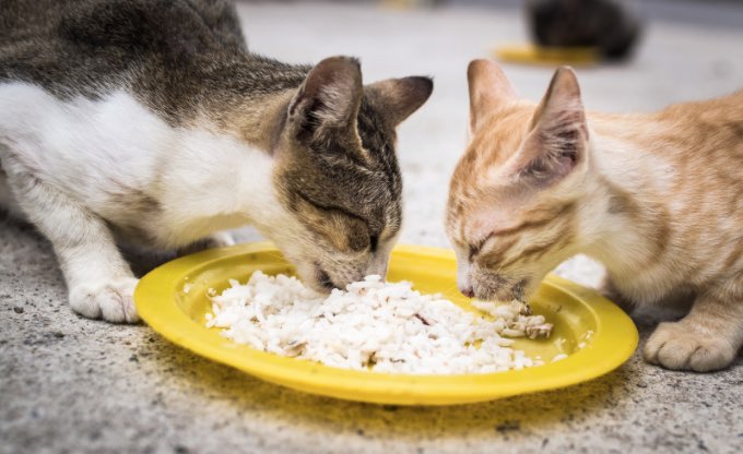 Rekomendasi makanan Kucing Makan Nasi