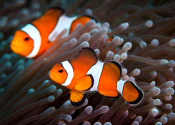 Ikan Hias Air Laut Badut Clownfish