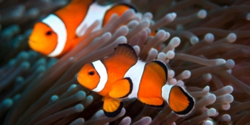 Ikan Hias Air Laut Badut Clownfish