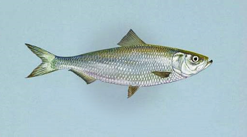 Apakah Ikan Juga Kentut? 6 Ikan Haring ikan juga kentut