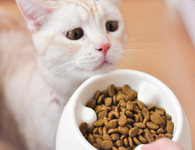 Rekomendasi makanan dan minuman untuk kucing kampung