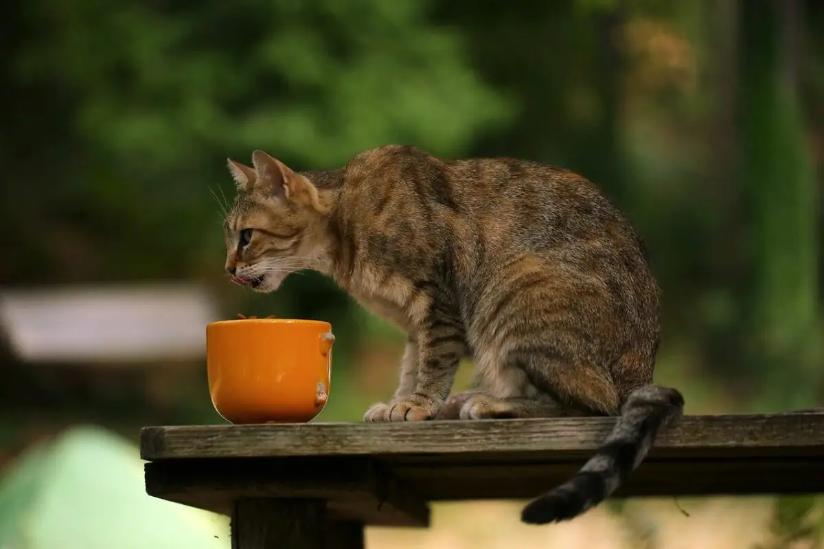 Makanan Kucing