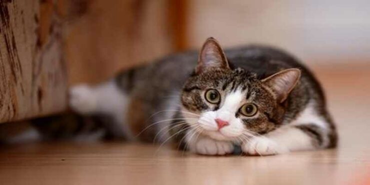 Tips Agar Kucing Gemuk, Sehat, dan Lincah - Bebaspedia.com