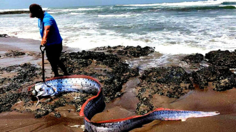 Oarfish