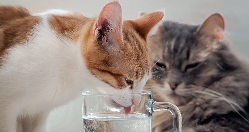 Seberapa Banyak Sih Kebutuhan Minum Kucing Dalam Sehari