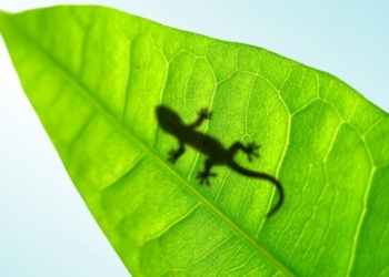 Lizard Silhouette Through A Leaf 33190 810x500