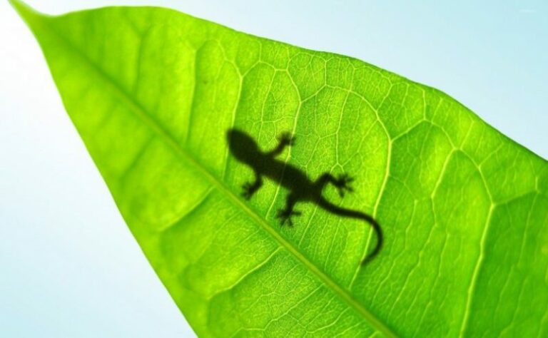 Lizard Silhouette Through A Leaf 33190 810x500