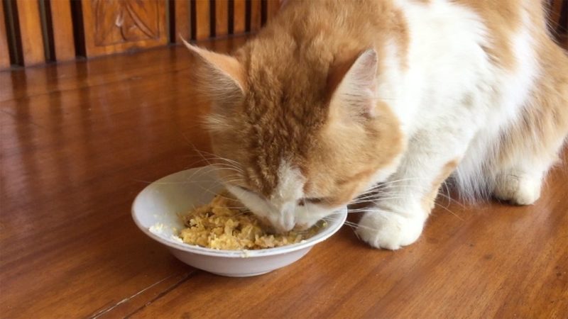 Rekomendasi makanan untuk kucing kampung