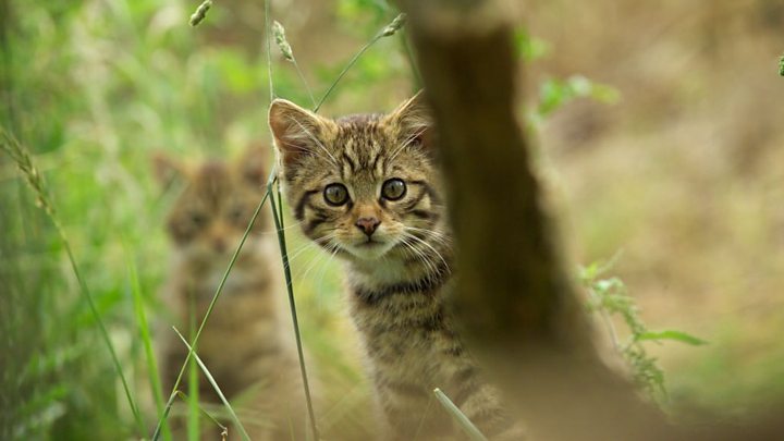 Gambar Hewan  Kucing  Dan Ciri  Cirinya Dalam Bahasa Inggris 