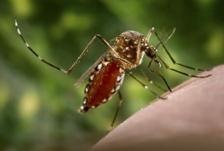 Kenali Gejala Baru BDB, Bukan Lagi DItandai Bintik Merah