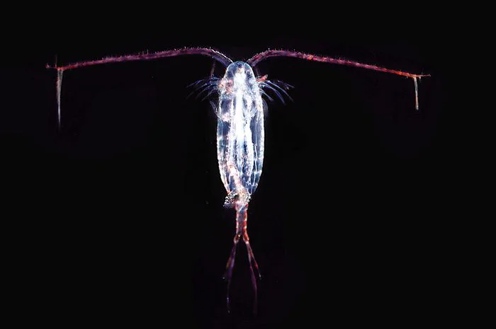 5 Karakter Hewan Laut yang Ada di Spongebob 9 Plankton