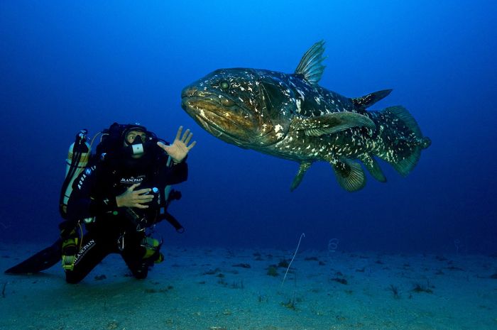 21993 Coelacanth Ikan Purba Sang Penguasa Laut