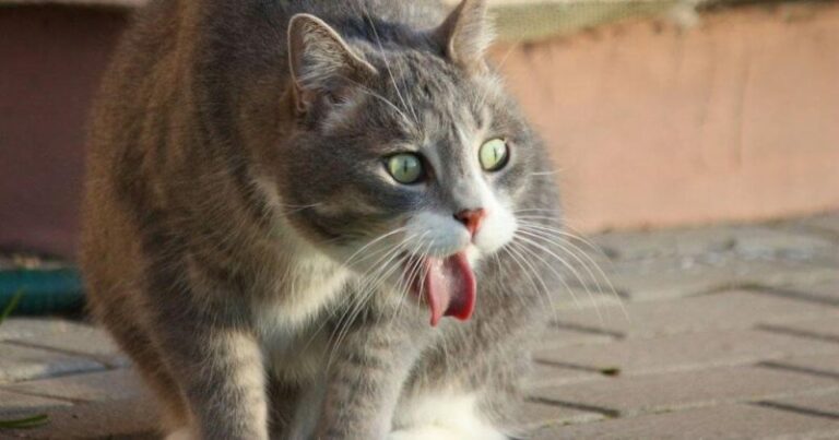 Cat Lovers Harus Tau! Inilah Ciri Kucing Kamu Sedang Keracunan
