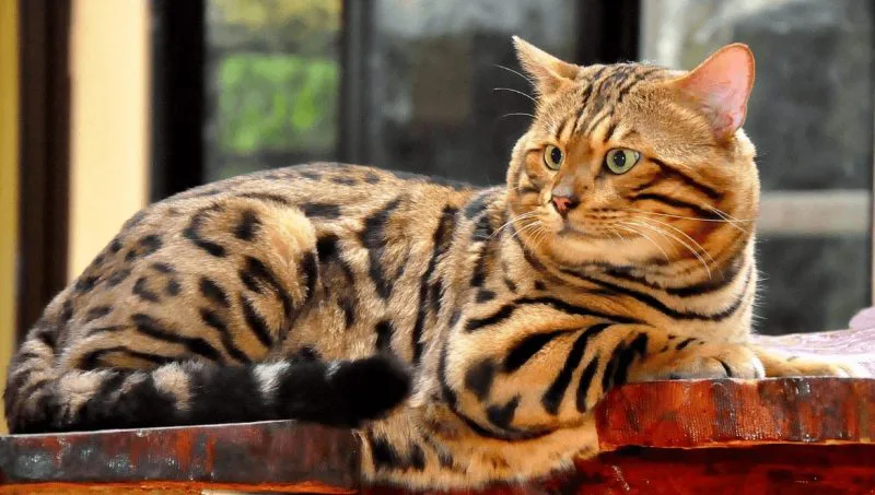 6 Kucing Termahal di Dunia, Harganya Bikin Melongo! 9 Gambar Kucing Bengal