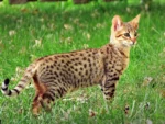 Kucing Termahal Di Dunia