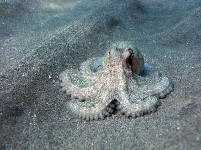 5 Karakter Hewan Laut yang Ada di Spongebob 8 hewan laut yang ada di Spongebob