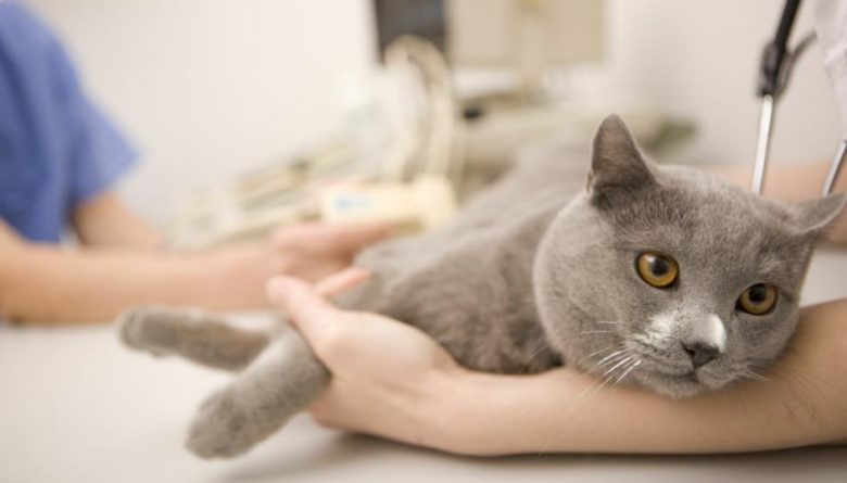 Tips Mengobati Kucing Kamu Yang Keracunan