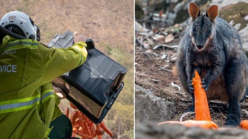 Helikoper Sebar 2.000 Kg Wortel dan Kentang Untuk Satwa Hutan Di Australia 2 Australia Drops Food For Wildfire Animals Featured 1280x720 1