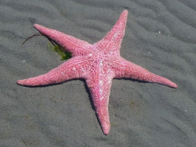 5 Karakter Hewan Laut yang Ada di Spongebob 7 Bintang Laut