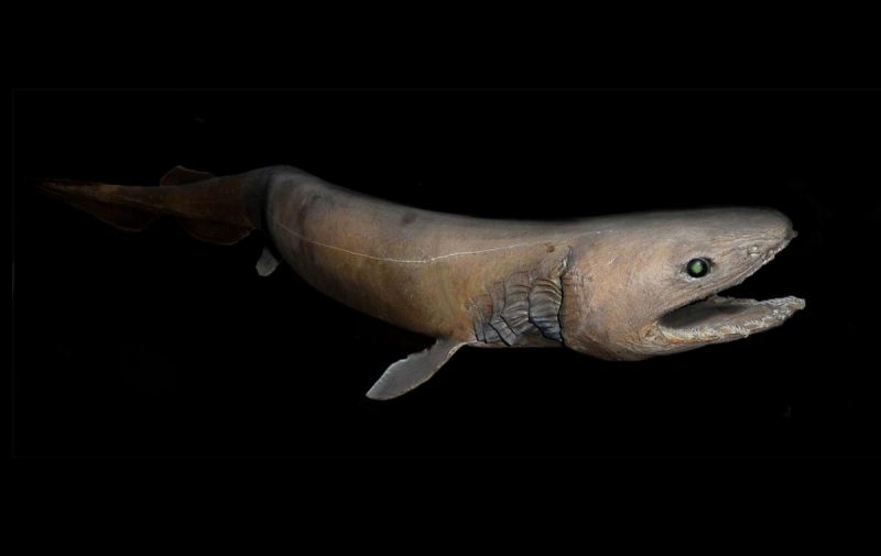 Frilled Shark ikan prasejarah