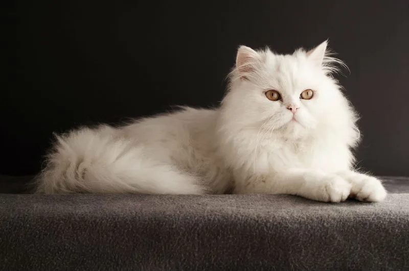 6 Kucing Termahal di Dunia, Harganya Bikin Melongo! 8 Kucing Persia