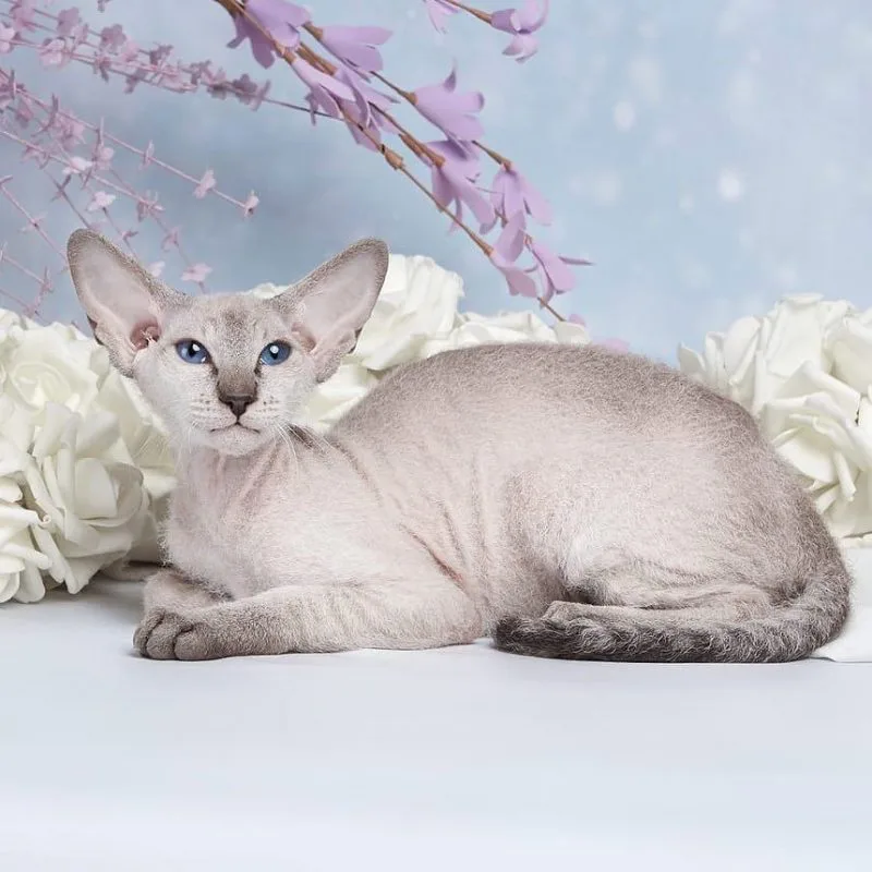 6 Kucing Termahal di Dunia, Harganya Bikin Melongo! 7 Peterbald 09c834566775caa5fbaabe616c6f9a99