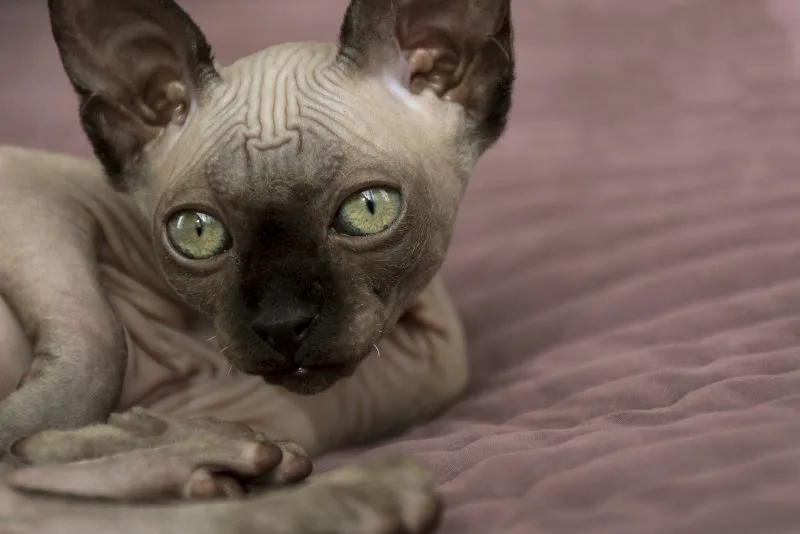 6 Kucing Termahal di Dunia, Harganya Bikin Melongo! 6 Sphynx Cat