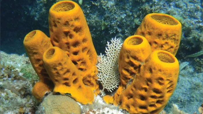 5 Karakter Hewan Laut yang Ada di Spongebob 6 Spons Laut