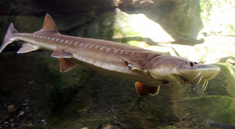 Sturgeon ikan prasejarah