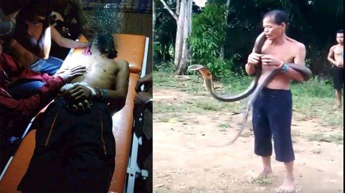 Viral Pria di Kalbar Tewas Saat Bermain dan Tertawa Bersama Ular King Kobra