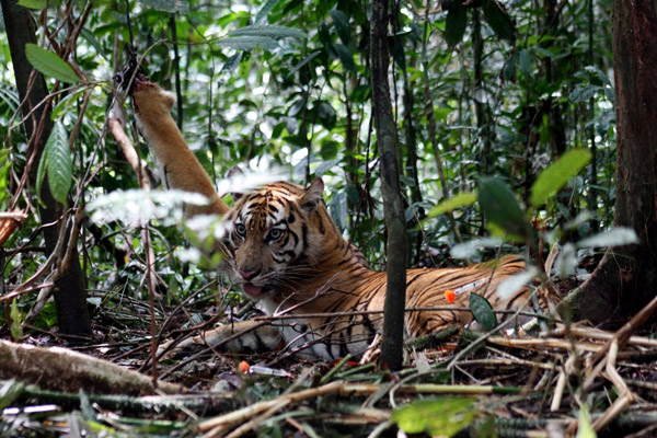 Semakin Berkurangnya Harimau Sumatera di Bengkulu Karena Perburuan Liar