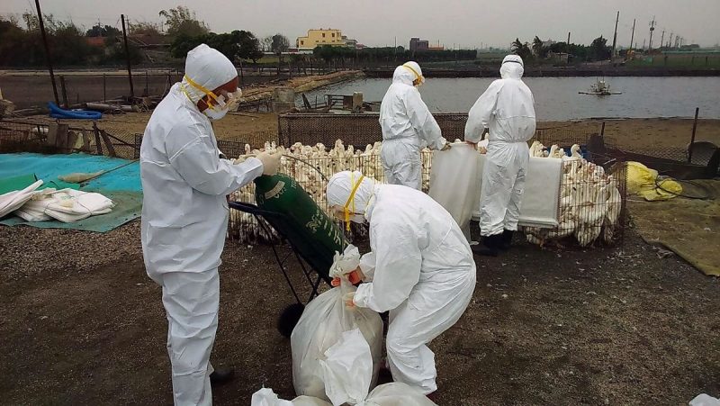 Virus Corona Mengganas, Muncul Flu Burung di China