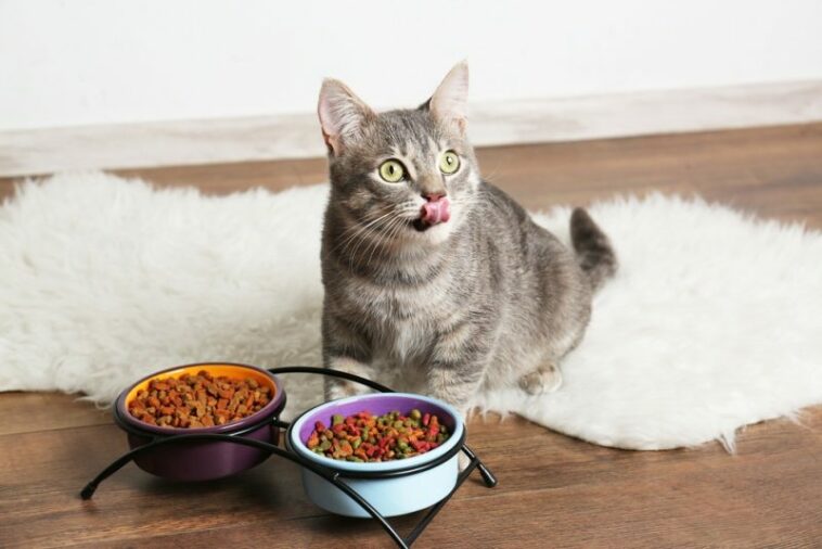 10 Rekomendasi Makanan Kucing Terbaik dan Murah, Kucing Jadi Sehat