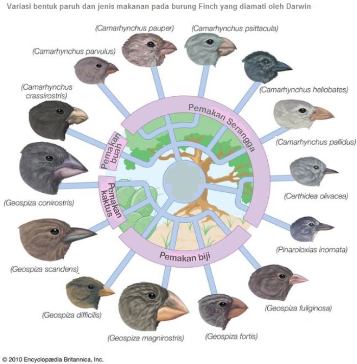 Variasi Burung Finch 1