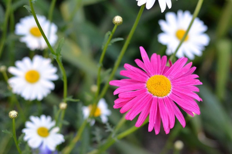 Flower 798959 960 720